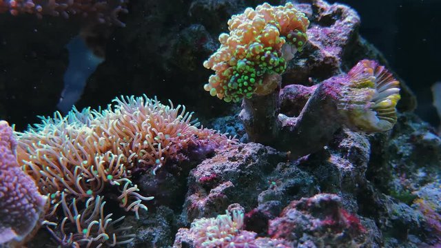 Footage Anemonia sulcata, Beadlet anemone actinia