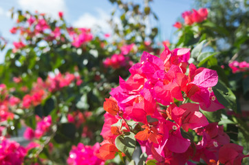 red bougainvillea flowers