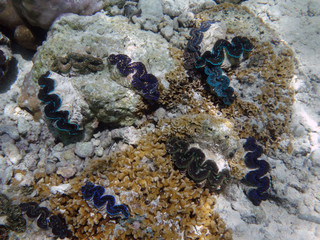 Underwater view of a Giant Clam (Tridacna Gigas) with blue lips in the Bora Bora lagoon, French Polynesia