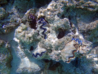 Underwater view of a Giant Clam (Tridacna Gigas) with blue lips in the Bora Bora lagoon, French Polynesia