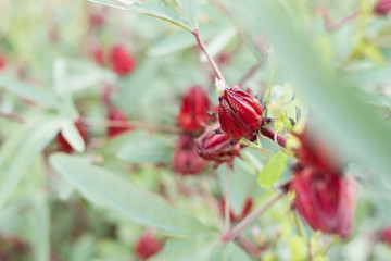 red roselle flowers
