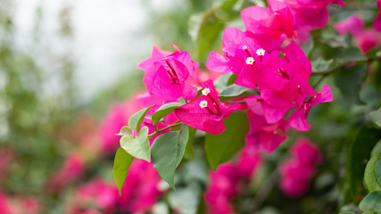 purple bougainvillea flowers