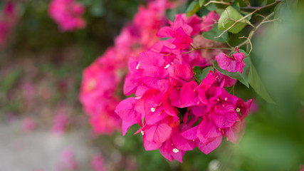 purple bougainvillea flowers