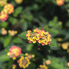 nature flowers background