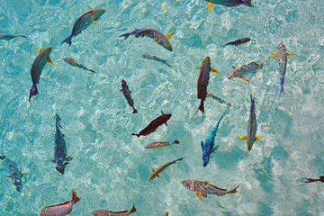 Underwater view of a multicolor parrotfish in the Caribbean Sea