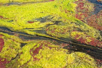 colorful red azolla