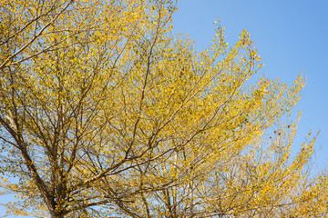 golden leaves against the blue sky
