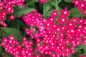 star cluster flowers