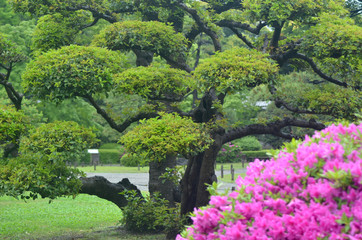 The bright pink flowers of an azalea bush contrast against the formal shaping of a large Japanese black pine tree. Pathways are in the background.