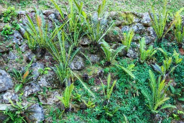 Fototapeta premium blechnum fern plants in the rock
