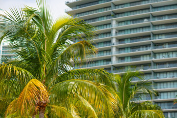 Stock photo focus on palm trees with blurry buildings in the background