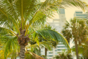 Obraz premium Stock photo Miami summer vibes palm tree