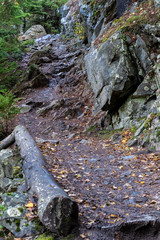 Nature hiking mountain dirt trail through rainy woodlands in Skagway, Alaska, uphill to Upper Dewey Lake. Wet ground with fallen autumn color yellow leaves and large rocks with lush trees to the side.