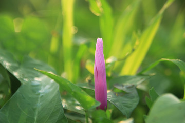 morning glory flower in the morning