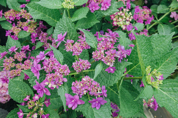 pink lacecap hydrangeas flower