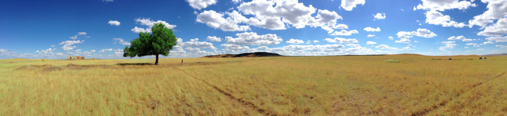 Panorama of a lonely tree in the middle of the steppe