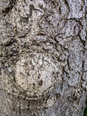 Close up of a tree trunk