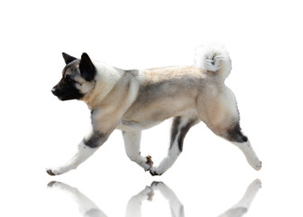Beautiful American Akita runs Isolated on White Background. Side view