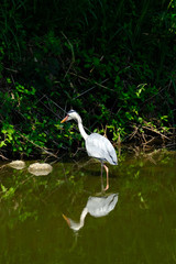 egret in the pond