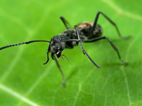 Macro Photo of Golden Weaver Ant on Green Leaf