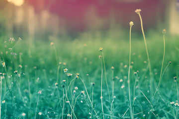 Soft focus Grass Flower  pastel color  filter effect  spring ,nature background