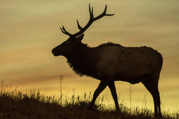 Silhouetted Bull Elk during sunrise