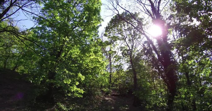 Sun shines through the foliage in the woods on the Geller Hill in Budapest at daytime.