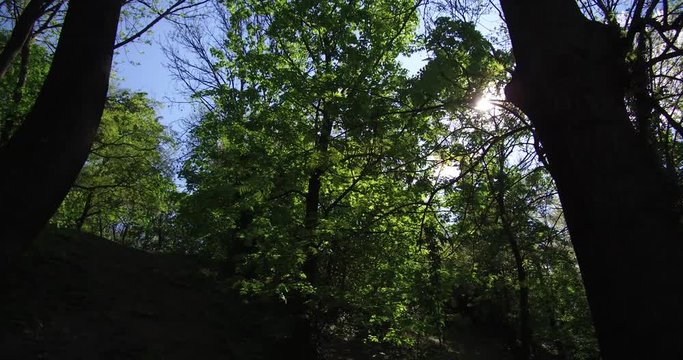 Sun shines through the crowns of the trees in the woods of the Geller Hill in Budapest at daytime.