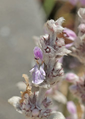 Stachys cretica