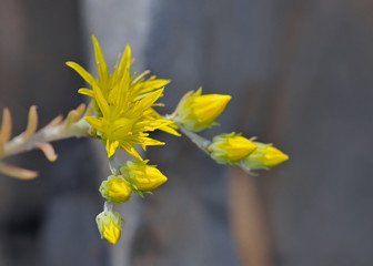  Sedum amplexicaule ssp. tenuifolium