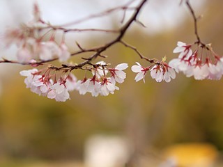 水無瀬川の桜