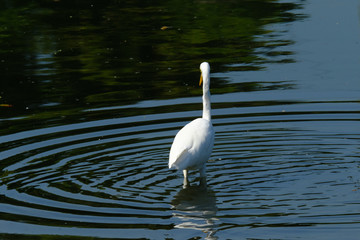egret on pond