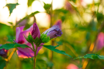 Hibiskus im Sommer  © mpvabz_ck