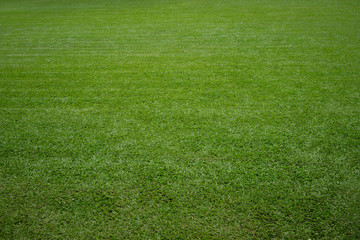 Backgrounds New Cut Green lawn