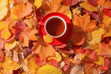 cup of tea on background autumn leaves
