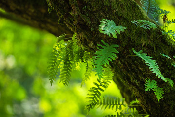 young fern on the tree