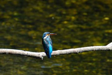 kingfisher