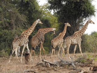 Giraffes walking in line, South Africa