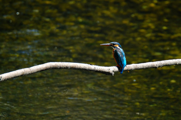 kingfisher