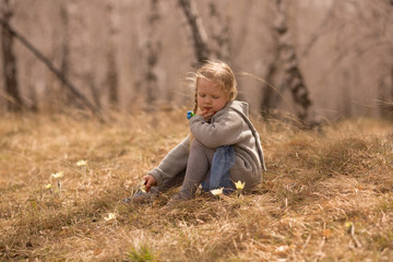 Naklejka na ściany i meble the baby found primroses in the birch grove of Russia