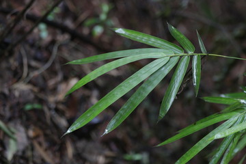 Close up Bamboo Leaves, Bamboo Grove in China