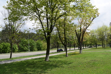 Fototapeta na wymiar View of the green Park in the city.