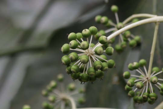 Close up Chinese angelica flower
