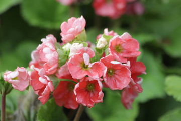 Close up Blooming Pink Begonia Flowers
