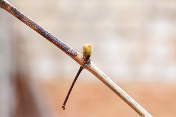 sprout of grapes