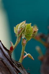 sprout of grapes