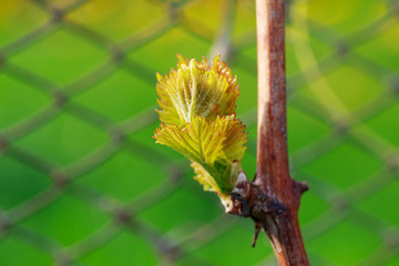 sprout of grapes