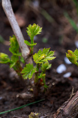 sprout of grapes