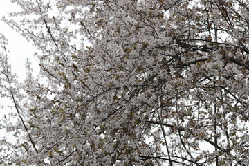 Blossom  White Plum Flowers