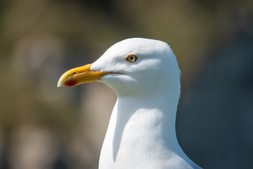 Herring Gull in Springtime